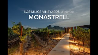 LMV Grapes Monastrell [upl. by Rehprotsirhc682]