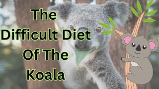 The Difficult Diet Of The Koala [upl. by Anita]