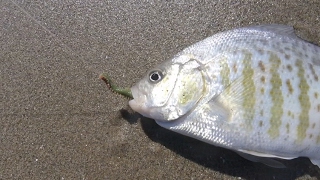 How to Catch More Surfperch Using Gulp Sandworms [upl. by Narhet]