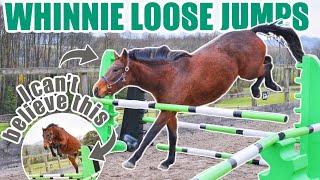 AS IF MY HOMEBRED HORSE LOOSE JUMPED LIKE THIS  Whinnies first time freejumpingEquestrian Vlogmas [upl. by Niknar]