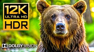 12K HDR 240fps Dolby Vision  Wildlife amp Animal Adventures  8K Earth [upl. by Idnim151]