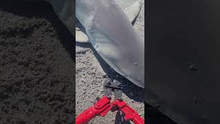 Shark hook removal with bolt cutters quick and easy Hooks are cheap save sharks and time Pt 1 [upl. by Kiraa]