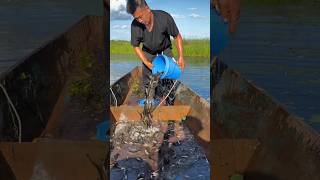 River fishing process fish [upl. by Napra85]