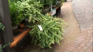 Silver Lining Pyracantha [upl. by Arno]