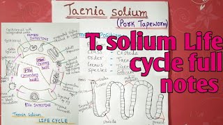 Taenia solium Life cycle  full notes explain in hindi [upl. by Epuladaugairam642]