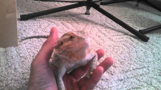 Bearded dragon yawning filmed with Droid Maxx HD [upl. by Perron]