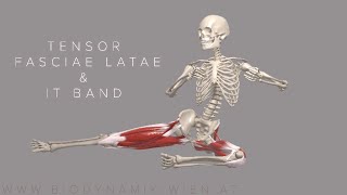 Tensor Fasciae Latae amp IT Band Basics 4k Animation [upl. by Netsirc]