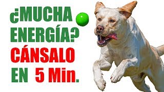 ¿Tu PERRO tiene MUCHA Energía Enséñale a JUGAR a la PELOTA para CANALIZARLA [upl. by Akienahs]