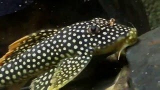 L014 Scobinancistrus Aureatus  Sunshine pleco [upl. by Enniroc]