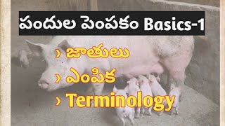 Pig farming basics part1 selection breeds terminology [upl. by Alyos397]