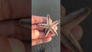 Large size sea star fish at the beach seastar starfish seacreatures youtubeshorts [upl. by Yrehc]