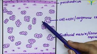 Histology of Hyaline Cartilage [upl. by Einiffit514]