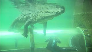 Florida Mission Everglades brings zoo visitors up close with animals [upl. by Braasch]