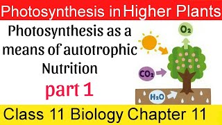 01 Photosynthesis as a means of autotrophic Nutrition in bengali [upl. by Ovatsug]