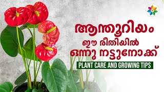 ആന്തൂറിയം ചെടി പരിപാലനം  Anthurium plant care in malayalam Chinju Joseph gardeningtips anthurium [upl. by Rotciv382]