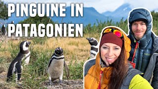 Patagonien pur Ein WildlifeAbenteuer mit Pinguinen Delfinen und Seelöwen in freier Wildbahn [upl. by Kirsteni]