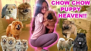 WE GOT A PUPPY  CHOW CHOW RESCUE HOME [upl. by Ierbua]