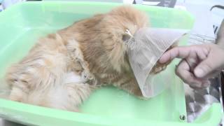 Postsurgery advices on a spayed cat [upl. by Anolahs]