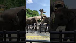 Lembang Park and Zoo [upl. by Ardella978]