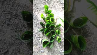 Seeding tray with leaves angardenvlog ytshorts [upl. by Sucramd871]