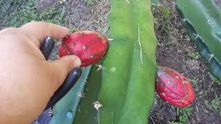 Creating a new fruit Acanthocereus Tetragonus x Cereus sp Hybrid seed produced [upl. by Fania]