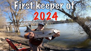 Sacramento River Spring Time Striper Fishing 2024 Catch N Cook [upl. by Mychael]