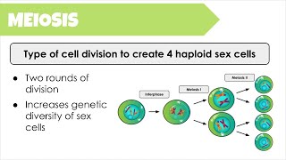 Master Meiosis with Clear amp Concise Notes [upl. by Kaja]