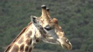 Giraffe  Shamwari Game Reserve [upl. by Rexana]