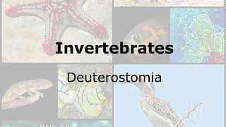 Invertebrates Clade Deuterostomia [upl. by Xenos]