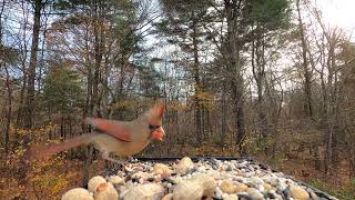 Titmice Nuthatch Cardinal [upl. by Avehsile]