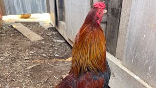 Cubalaya Bantam Cross [upl. by Letta]