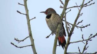 Redshafted Northern Flicker in an aspen tree [upl. by Dorrahs]