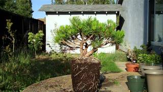 Mugo Pine Bonsai Preparation Part IImp4 [upl. by Lammaj]