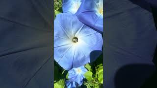 Morning Glory covers bee with pollen [upl. by Odragde]