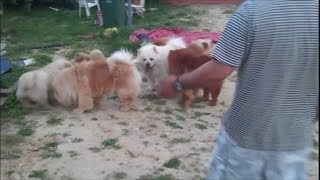 Funny chow chow dogs [upl. by Fergus]