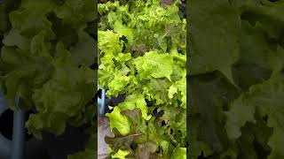 Lettuce Oakleaf at Ba 5 Oz garden garden lettuce oakleaf melbourne australia [upl. by Aciretehs]