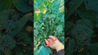 Home garden vegetable shots youtubeshorts [upl. by Lyrad]