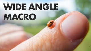 Wide Angle Macro Photography Laowa 15mm f4 Lens Review [upl. by Ayet366]