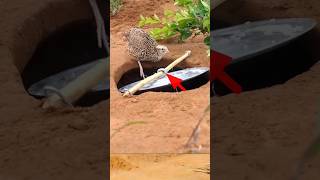 Pigeon trap  bird trap  using stick shorts youtubeshorts [upl. by Suoirad273]