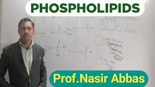 Phospholipids  Structure  Phosphatidylcholine  Ethanolamine  Importance  1st year Biology [upl. by Damour]