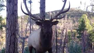 Bugling Arizona Elk at 2 Yards with JayScottOutdoorscom [upl. by Hatch]