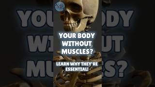 Why Muscles Matter More Than You Think [upl. by Anaillil]