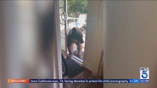 Bear wanders into kitchen for dinner in Southern California [upl. by Nele236]