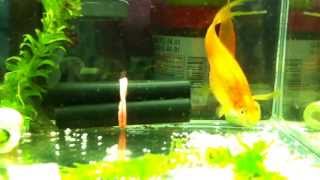 My Aquarium double red swordtail giving birth to fries 3 [upl. by Elyn435]