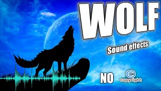 Coyote sounds at night coyote howl audio wolf howling sound effect without copyright [upl. by Srevart]