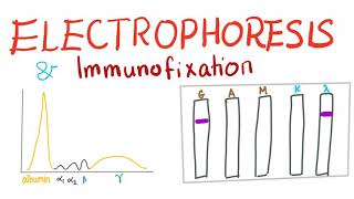 Electrophoresis Immunoelectrophoresis and Immunofixation [upl. by Nitnert]