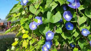 Heavenly Blue Morning Glory finally blooming in November 🌸💙💙💙 [upl. by Esekram]