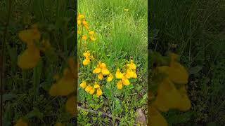 Calceolaria crenatiflora  zapatito permaculture garden flowers [upl. by Darnall]