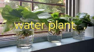 indoor plants in water ideas how to grow plants in water journeyofgarden203 [upl. by Nohtiek530]