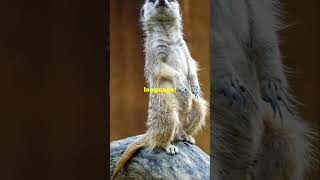 Meerkat Magic 5 Facts You Must Know [upl. by Ellenuahs]